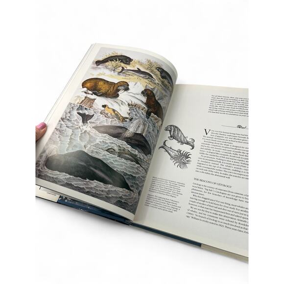 Set 4 Vintage 80's 1980's Whales Jacques Cousteau Sharks Dolphin Coffee Table - Picture 7 of 16